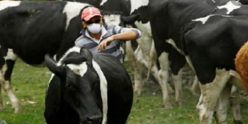  الاشتباه في حالات إصابة بمرض جنون البقر في تونس